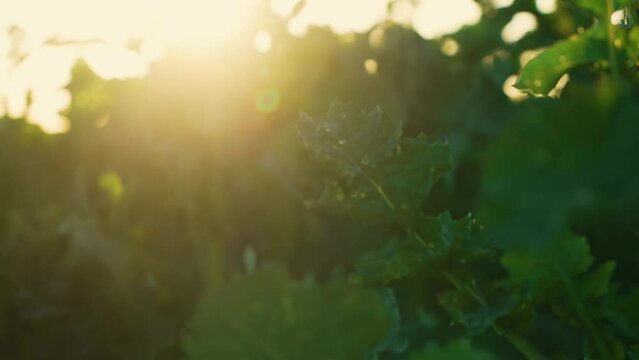 Green field of early rape conola at sunset close up. Work in agronomic farm for making business and production organic eco bio food
