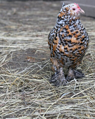 Mille Fleur d'Uccle Chicken