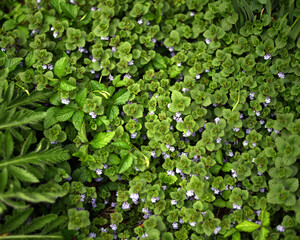 green leaves purple flowers