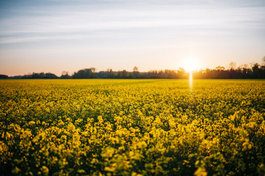 Rapsfeld beim Sonnenaufgang