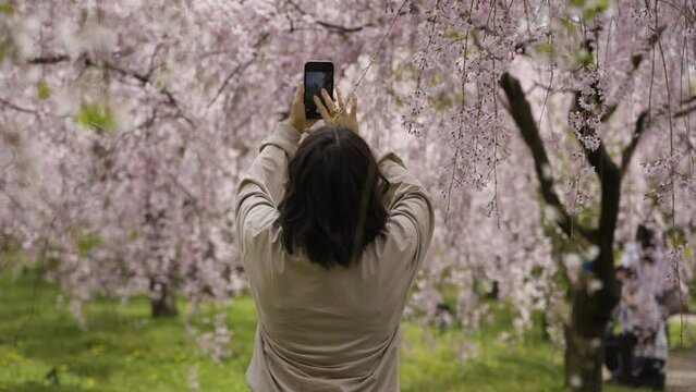 Slow motion shot of a female tourist taking photos of the cherry blossoms in Kyoto