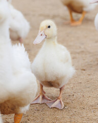 white ducks on farm graze in herd, cute pets birds. taking care of cattle in backyard. subsistence farming, poultry farming for meat and eggs. environmentally friendly