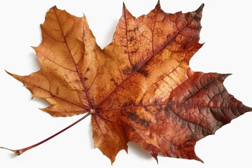 Naklejka premium maple leaf isolated on white