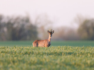 Roe deer stay on a green wheat field. Looking at camera © Jacek