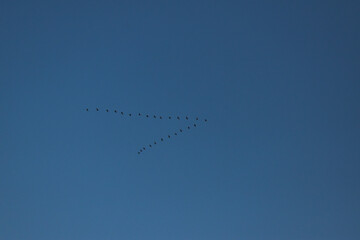 the flock of birds in the sky