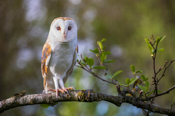 Barn owl on guard