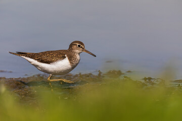 Obraz premium Common sandpiper