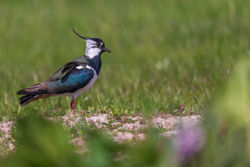 Obraz premium Northern lapwing