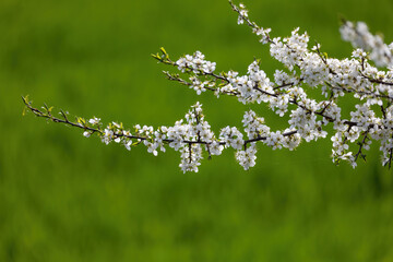 Prunus spinosa, called blackthorn or sloe, is a species of flowering plant in the rose family Rosaceae. White blossom branch Prunus spinosa against green field in springtime