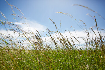 Ich liege in der Sonne auf der Wiese und schaue in den blauen Himmel