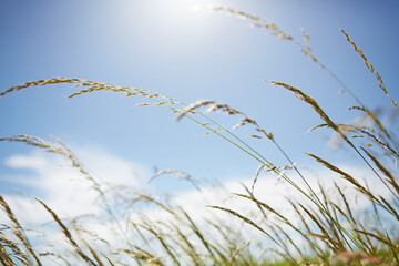 Ich liege in der Sonne auf der Wiese und schaue in den blauen Himmel.