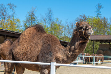 Large brown humped camel on a paddock farm