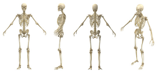 Human skeleton - obrazy, fototapety, plakaty