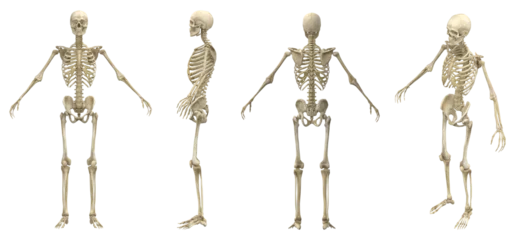 Fotobehang Human skeleton © Marko
