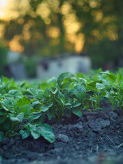 Potatoes on the background of bright rays. Potatoes on a bed in the sun, growing potatoes in your own garden. Green fresh potatoes in the garden. Potato leaves on a natural bright background.