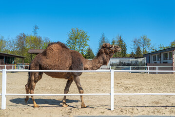 Large brown humped camel on a paddock farm
