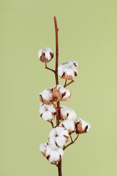 Cotton branch on green background top view. Minimal flat lay composition from delicate cotton flowers for design.