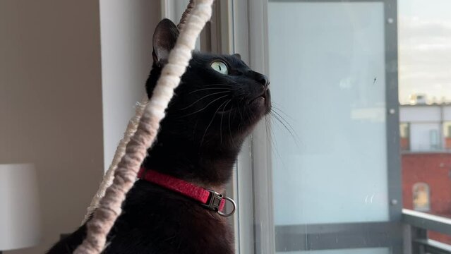 a black cat squeaking to birds at window