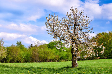 &Uuml;ppig bl&uuml;hender Kirschbaum auf gr&uuml;ner Wiese in der Fr&auml;nkischen Schweiz, Deutschland