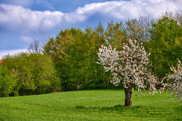 Fototapeta premium Blühender Kirschbaum in grüner Wiese vor grünen Bäumen, Fränkische Schweiz, Deutschland
