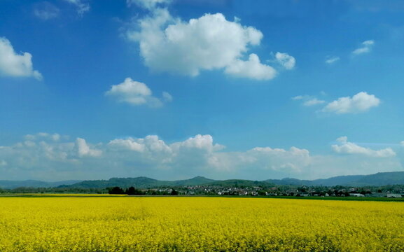 Landschaft in der Ortenau mit Rapsfeldern
