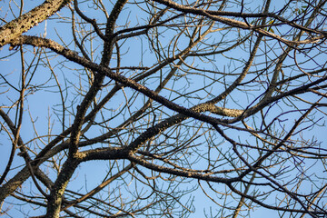 Dry tree branches in full frame and blue sky background