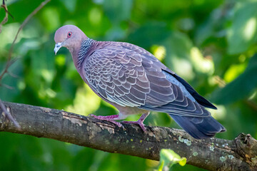 Wild dove known as 