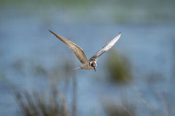 Whiskered tern flies over river lifting wings