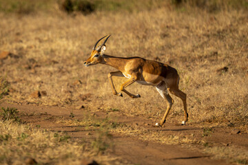 Young male common impala jumps across track