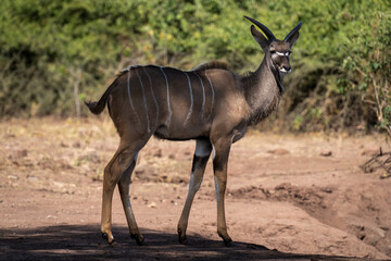 Obraz na płótnie Canvas Young male greater kudu stands in shade