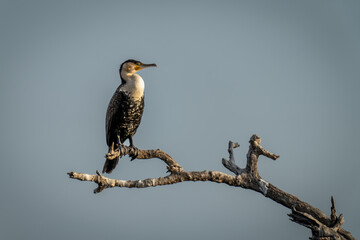 White-breasted cormorant on branch under blue sky