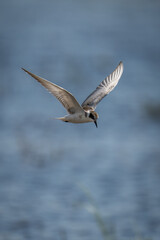 Whiskered tern flying over water looking down