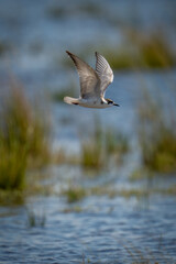 Whiskered tern flies over water lifting wings