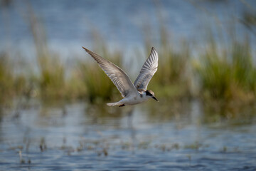 Whiskered tern flying over river carrying food