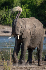 Young African elephant squirts sand over itself