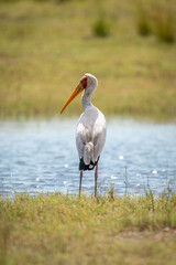 Yellow-billed stork stands on riverbank looking back