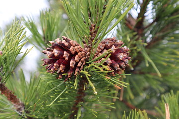 Beautiful cones on a velvety green pine.