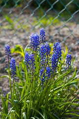 Beautiful Muscari flower grows in nature