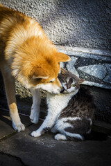 Dog attacks cat