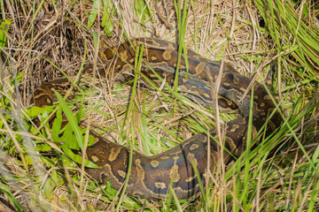 Wild Southern African Python (Python natalensis) digesting its prey