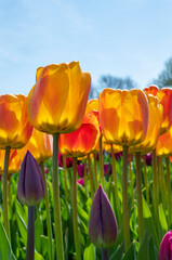 Yellow and pink tulips against bright blue sky. First spring flowers