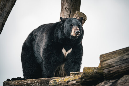 Ours