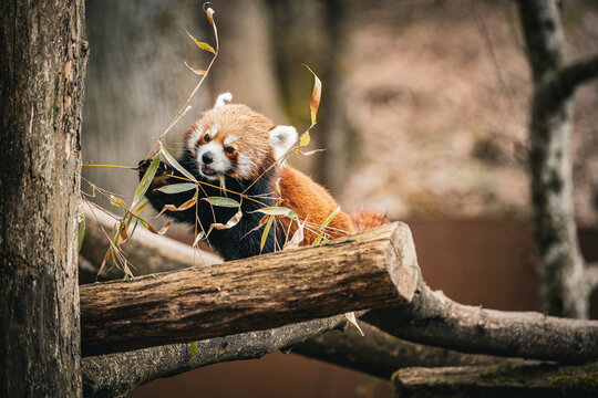 Panda roux