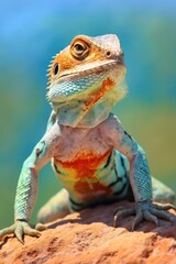 Obraz premium Common collared lizard in the wild. Generative AI