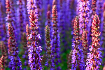 Close-up of Salvia Field Filling the Frame with Lush Greenery