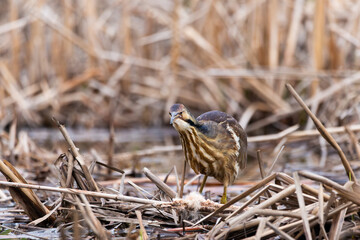 Selective focus frontal view of American bittern standing in dry bulrushes in wetland pond in spring, Leon-Provancher Marsh, Neuville, Quebec, Canada