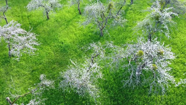 Drohne fliegt über alte, blühende Apfelbäume auf Streuobstwiese