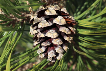 A wonderful cone grows on a velvety green branch of pine. - obrazy, fototapety, plakaty
