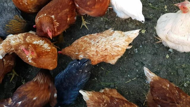 Organically raised chickens roam free and peck at grains around the yard. Chickens that lay fresh healthy organic eggs