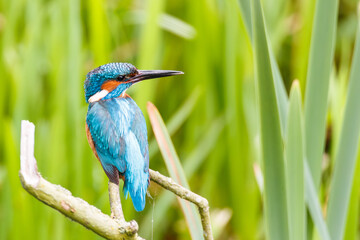 male kingfisher